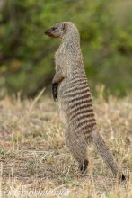 mangue rayée / Banded mongoose
