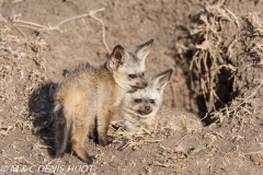 otocyon / bat-eared fox