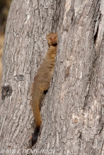 mangouste rouge / slender mongoose