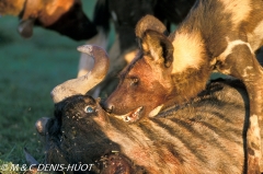 lycaon / wild dog