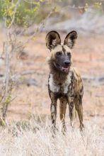 lycaon / wild dog