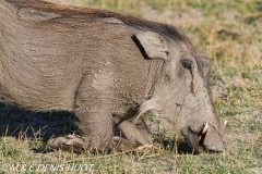 phacochère / warthog