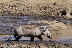 phacochère / warthog