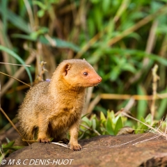 mangouste naine / dwarf mongoose