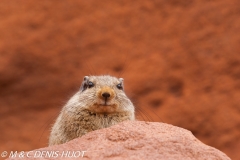 rat des rochers / dassie rat