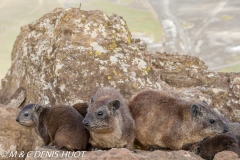 daman de rocher / rock hyrax