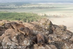 daman de rocher / rock hyrax