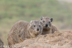 daman de rocher / rock hyrax