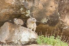 daman de rocher / rock hyrax