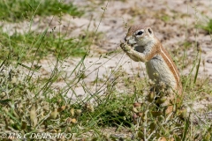 Ecureuil du Cap / Cape ground squirrel