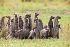 mangue rayée / Banded mongoose