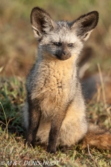 otocyon / bat-eared fox