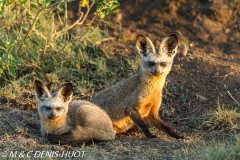 otocyon / bat-eared fox