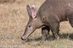 oryctérope / aardvark