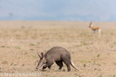 oryctérope / aardvark