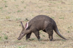 oryctérope / aardvark