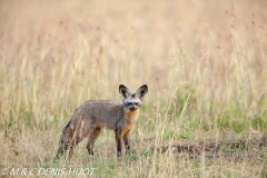 otocyon / bat-eared fox