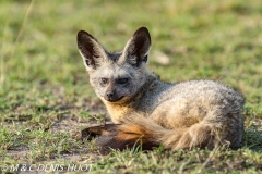 otocyon / bat-eared fox