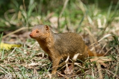 mangouste naine / dwarf mongoose