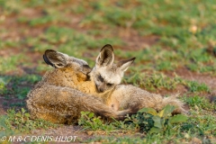 otocyon / bat-eared fox