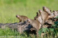 mangue rayée / Banded mongoose