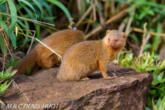 mangouste naine / dwarf mongoose