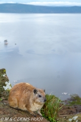 daman de rocher / rock hyrax