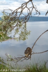 daman de rocher / rock hyrax