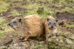 daman de rocher / rock hyrax