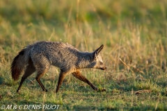 otocyon / bat-eared fox