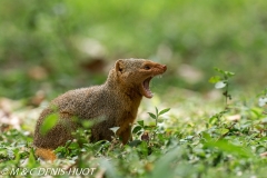 mangouste naine / dwarf mongoose