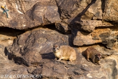 daman de rocher / rock hyrax