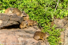 daman de rocher / rock hyrax