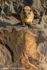 daman de rocher / rock hyrax