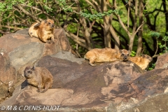 daman de rocher / rock hyrax