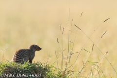 mangue rayée / Banded mongoose