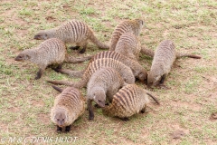 mangue rayée / Banded mongoose