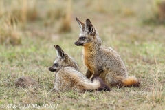 otocyon / bat-eared fox