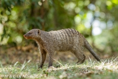 mangue rayée / Banded mongoose