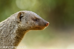 mangue rayée / Banded mongoose