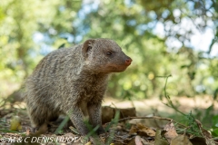 mangue rayée / Banded mongoose