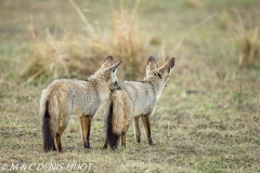 otocyon / bat-eared fox