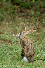 lièvre du Cap / cape hare