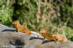 mangouste naine / dwarf mongoose