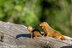 mangouste naine / dwarf mongoose