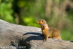 mangouste naine / dwarf mongoose