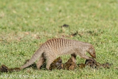 mangue rayée / Banded mongoose