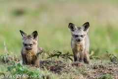 otocyon / bat-eared fox