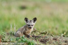 otocyon / bat-eared fox