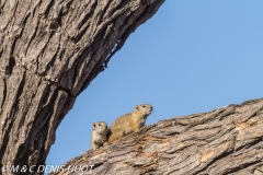 Ecureuil de brousse / Tree Squirrel